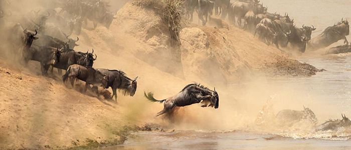 masai-mara-migration