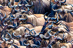 4 Days Luxury Migration Safari
