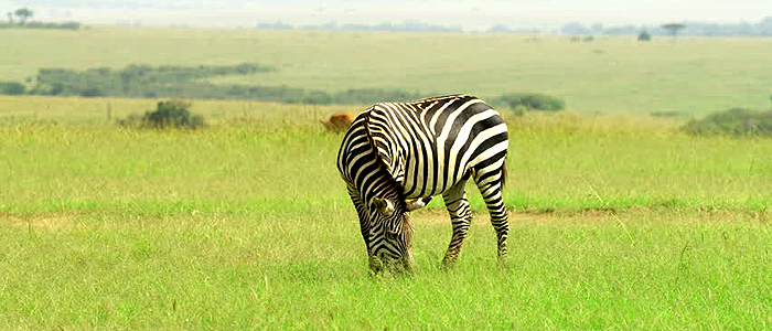 Day 5 Masai Mara - Nairobi