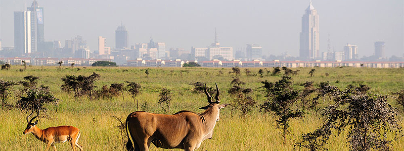 Day 1 Nairobi / Amboseli National Park