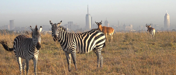 Day 1 Nairobi-Masai Mara National Reserve