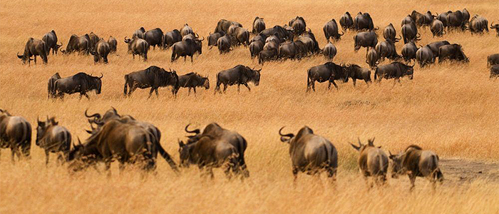 Day 3 Explore the Great Masai Mara